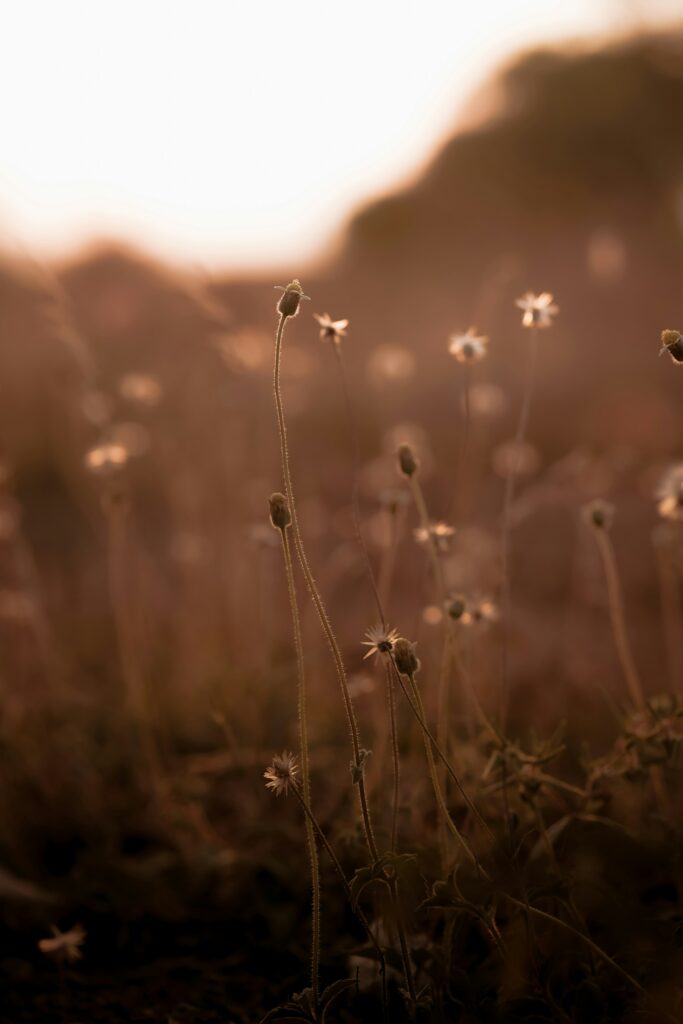Photo : Manas Manikoth - Unsplash